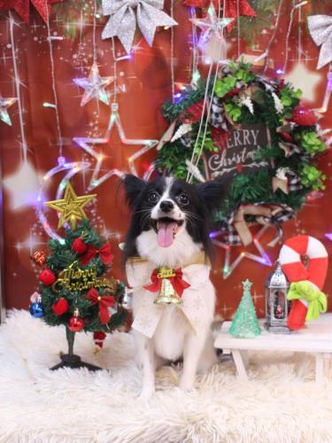 20231223レモンちゃん